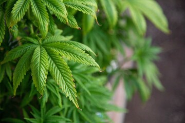 Cannabis Web Marijuana in Garden grow Leaf Plant