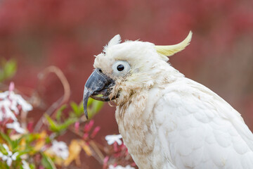 Photograph of an aging Sulphur Crested Cockatoo taking a rest on a fence in the Blue Mountains in...