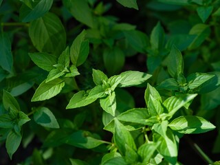 Fresh green organic mint plants growing in the garden