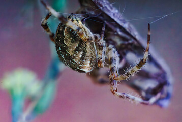 The Cross Spider is having lunch
