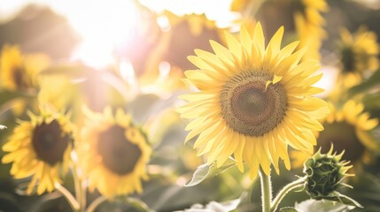 Fototapeta premium Golden Sunflowers in Field