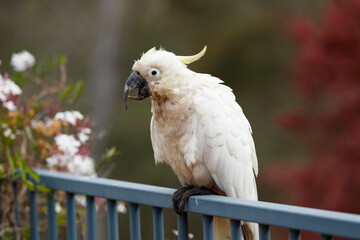 Photograph of an aging Sulphur Crested Cockatoo taking a rest on a fence in the Blue Mountains in...