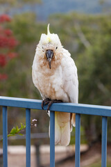 Photograph of an aging Sulphur Crested Cockatoo taking a rest on a fence in the Blue Mountains in...