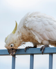 Photograph of an aging Sulphur Crested Cockatoo taking a rest on a fence in the Blue Mountains in...