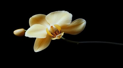 Against a dark backdrop, yellow orchids bloom in the early morning