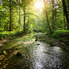 Obraz premium A running river runs inside a green forest and beautiful green trees around it