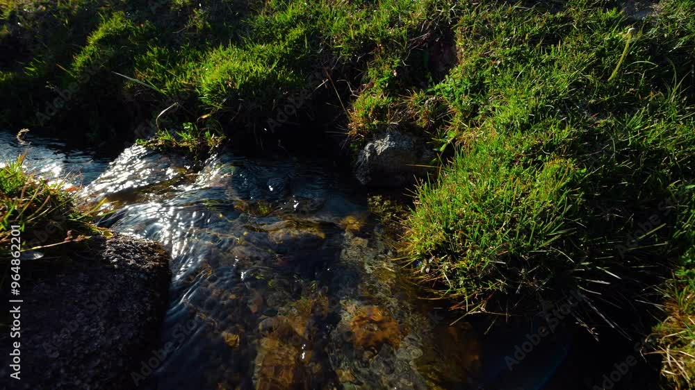 Poster Mountain creek on summer sunny day, slow motion