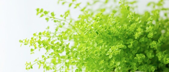 Lush green herbs flourishing in a bright indoor setting during daylight