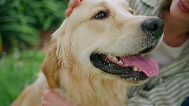Cute dog muzzle enjoy woman caressing on green nature closeup. Happy retriever  - Powered by Adobe