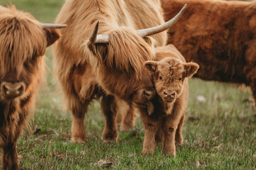 Scottish Higlander calf and cow mom licking grooming 04-19-21-4310