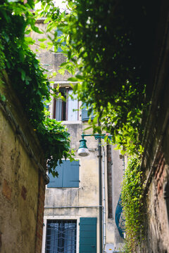 old house in the town, Green bushes