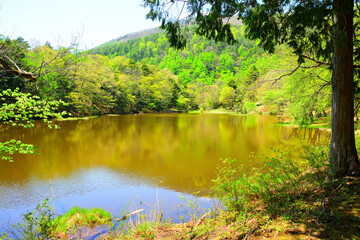 椹池（さわら池）　山梨県旭町上條北割
