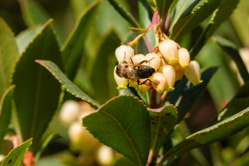 Close-up of a bee on yellow flowers with green leaves, pollinating insects on strawberry tree flowers, granada andalucia spain