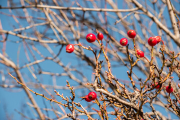 Rosehip - red fruit of the wild rose berry (Rose canina)