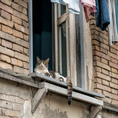 Cat Lounging on a Windowsill of an Old Brick Building