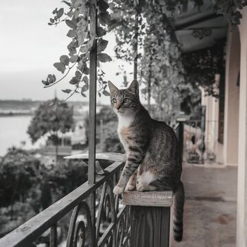 Cat Sitting on a Second-Floor Balcony Overlooking the Street Below