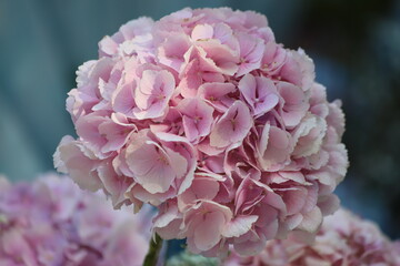 Hydrangea macrophylla. Pink blooming hydrangea, Hortensia flowers.