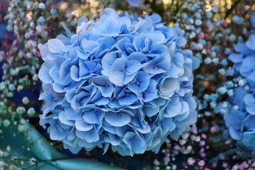 Hydrangea macrophylla. Pink blooming hydrangea, Hortensia flowers.
