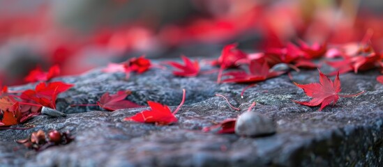 Fallen Leaves Of Cherry Tree Are On The Stone