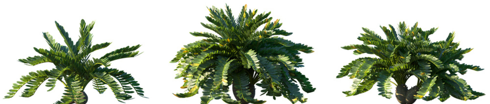 Set of Zamia furfuracea (commonly known as cardboard palm, cardboard plant, cardboard sago, Jamaican sago, Mexican cycad) frontal isolated png on a transparent background perfectly cutout