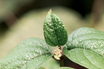 detalhe folha depois da chuva primavera
