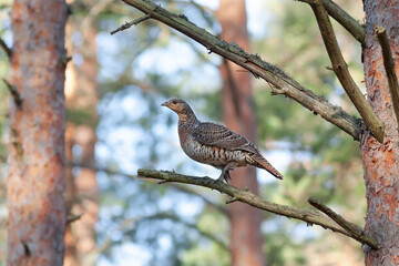 Female of Capercaillie (Tetrao urogallus) sitting on a branch in a pine forest of northern part of Belarus