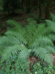 fern in the forest