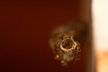 abelhas jataí  entrando na colmeia