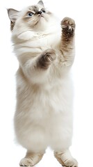 Obraz premium Amusing cat standing, captured in a cute and transparent display