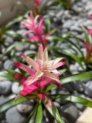 pink lily in the garden