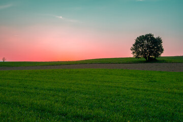 un arbre isolé dans un champ sous un ciel bleu et rose