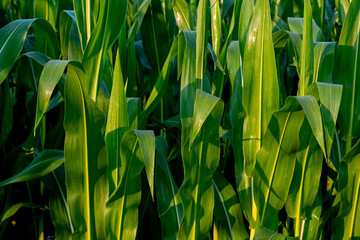des feuilles de ma&iuml;s