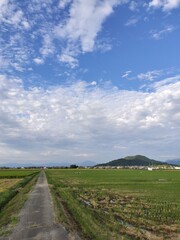 Fototapeta premium paddy field