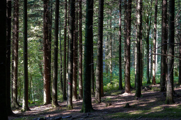 Obraz premium un sous bois en été avec des troncs de sapins