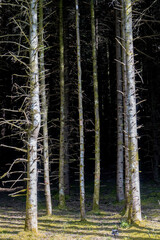 Fototapety na wymiar - Fototapeta24.pl