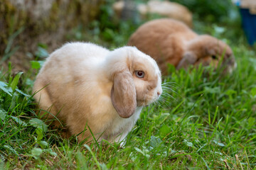 deux lapins béliers dans l'herbe