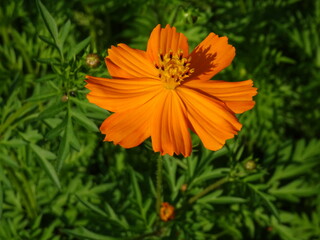 キバナコスモス