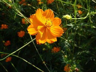 キバナコスモス