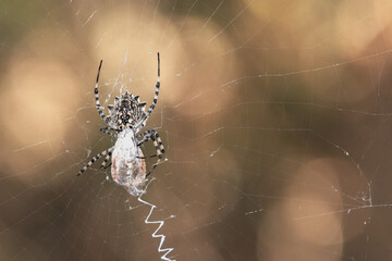 Con la comida servida la Araña tejedora de esfera negra y amarilla (Argiope lobata)
