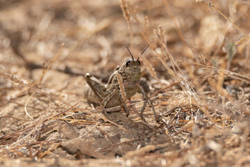 Saltamontes de palma (acrostira euphorbiae) Saltamontes no voladores en medio del camino