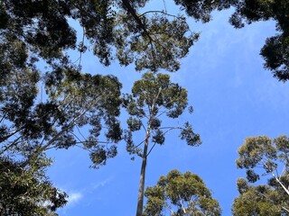 trees and sky in native uruguay . trunk and wood, cielo celeste troncos y madera en bosque nativo de eucalipto. Arboles y naturaleza Uruguay. Bosque y árboles en otoño