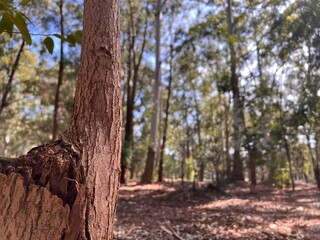 Wood tree in the forest, madera y troncos en bosque nativo de eucalipto. Arboles y naturaleza Uruguay. Bosque y árboles en otoño