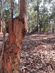 tree trunk in native forest, Tronco de árbol natural en bosque nativo de eucalipto. Arboles y naturaleza Uruguay. Bosque y árboles en otoño