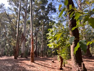 grape vines in the vineyard, inspiradora mañana en bosque nativo de eucalipto. Arboles y naturaleza Uruguay. Bosque y árboles en otoño