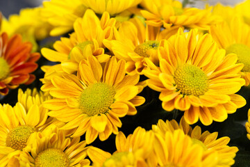 Bunch of Colorful Autumn Mum Flowers
