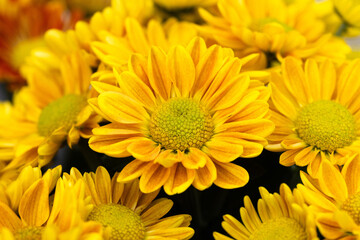 Golden Yellow Autumn Mums In Garden