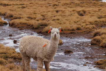 llama in the mountains © Mauri Jr.