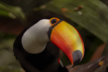 toucan