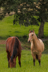 Fototapeta premium horses in the field