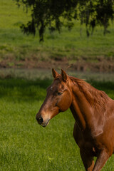 Fototapeta premium horse in the field